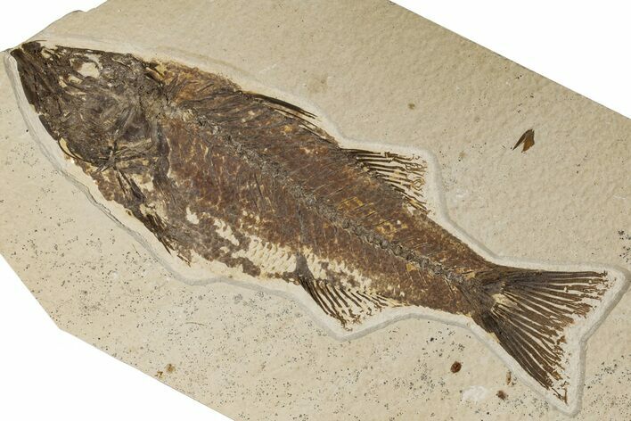 Uncommon Fish Fossil (Mioplosus) - Wyoming #198399